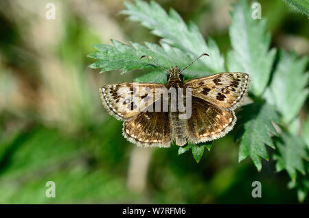 Dingy Skipper (Erynnis tages) butterfly sunning itself on Silverweed leaf, Dorset, UK, May. Stock Photo