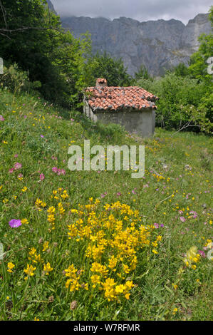 Alpine flower meadow with Birds Foot Trefoil (Lotus corniculatus), Bloody Cranesbill (Geranium sanguineum) and Alpine Eryngo (Eryngium alpinum) Picos de Europa, northern Spain. June. Stock Photo