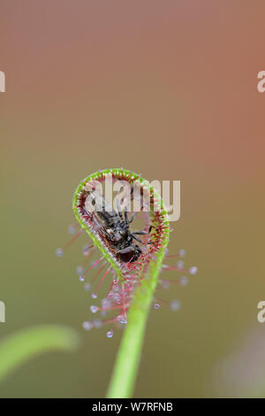 Cape Sundew (Drosera capensis) with captured fly. Note how leaf has rolled over the prey. Stock Photo