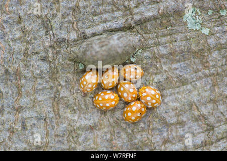 Cream Spot Ladybird (Calvia 14-guttata) Clustered on trunk of Beech tree. Surrey, England. April Stock Photo