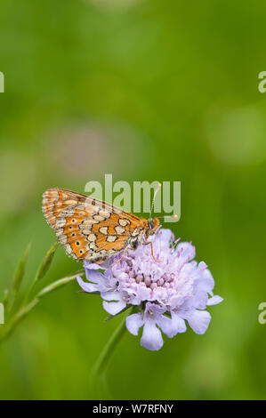 Marsh Fritillary butterfly (Euphydryas aurinia) feeding on nectar from Small Scabious (Scabiosa columbaria), Picos de Europa, northern Spain. June Stock Photo