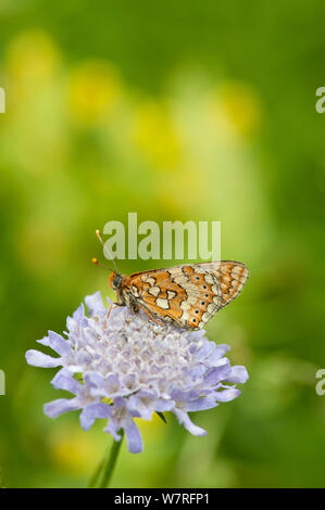 Marsh Fritillary butterfly (Euphydryas aurinia) feeding on nectar from Small Scabious (Scabiosa columbaria), Picos de Europa, northern Spain. June Stock Photo