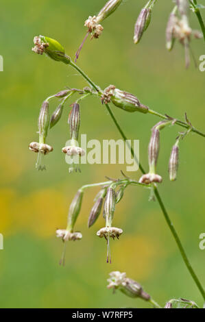 Nottingham Catchfly (Silene nutans) in flower, Picos de Europa, Spain Stock Photo