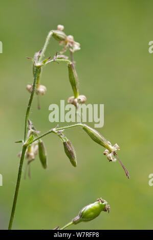 Nottingham Catchfly (Silene nutans) in flower, Picos de Europa, Spain Stock Photo