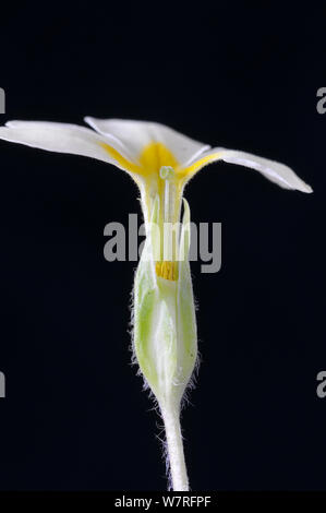 Primrose (Primula vulgaris) pin eyed specimen with protruding stigma, as opposed to protruding stamens (known as thrum eyed) Stock Photo