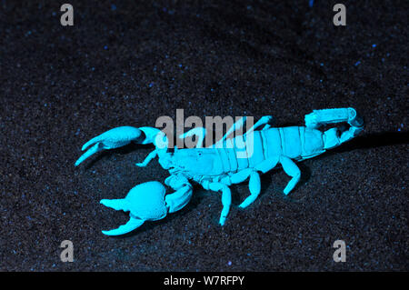 Emperor Scorpion (Pandinus imperator) fluorescing under ultraviolet light Stock Photo