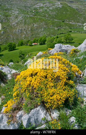 Spanish Broom (Genista hispanica) in flower, Picos de Europa, northern Spain. Stock Photo