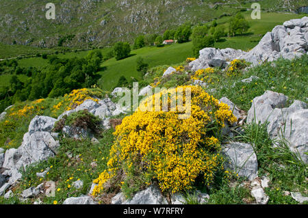 Spanish Broom (Genista hispanica) in flower, Picos de Europa, northern Spain. Stock Photo