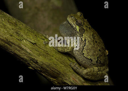 Grey tree frog (Hyla versicolor) calling, Ithaca, New York, May Stock Photo
