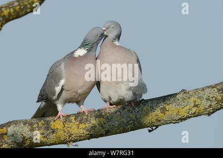 Wood pigeon pair (Columba palumbus) preening one another as they court on a lichen covered branch, Gloucestershire, UK, April. Stock Photo