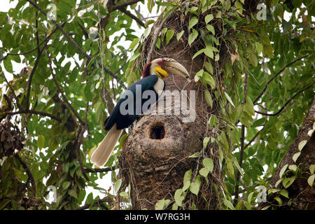 Wreathed hornbill (Aceros undulatus) at nest hole, Pakke Tiger Reserve, Arunchal Pradesh, India Stock Photo