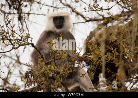 Nepal Gray Langur (Semnopithecus schistaceus) in tree, Phobjikha, Bhutan Stock Photo