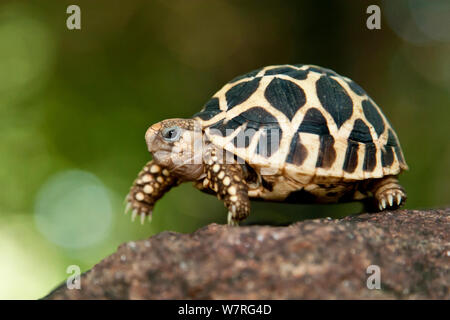 Indian star tortoise (Geochelone elegans) Tamil Nadu, India Stock Photo