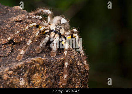 Yellow-thighed spider {Poecilotheria rufilata} Kalakkad Mundanthurai Tiger Reserve, Tamil Nadu, India. Endangered species. Stock Photo