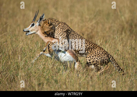 Cheetah (Acinonyx jubatus) catching gazelle, Maasai Mara, Kenya, Africa Stock Photo
