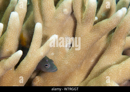 Bluespotted Grouper (Cephalopholis cyanostigma) juvenile, Inanuran Island, Danajon Bank, Central Visayas, Philippines, April Stock Photo