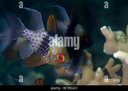 Pajama Cardinalfish (Sphaeramia nematoptera), Inanuran Island, Danajon Bank, Central Visayas, Philippines, April Stock Photo