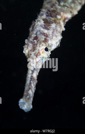 Double-ended Pipefish (Syngnathoides biaculeatus), Batasan Island, Danajon Bank, Central Visayas, Philippines, April Stock Photo