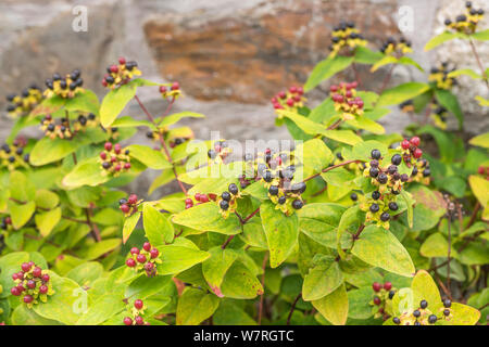 Black berries of Tutsan / Hypericum androsaemum in sunshine. Tutsan was ...
