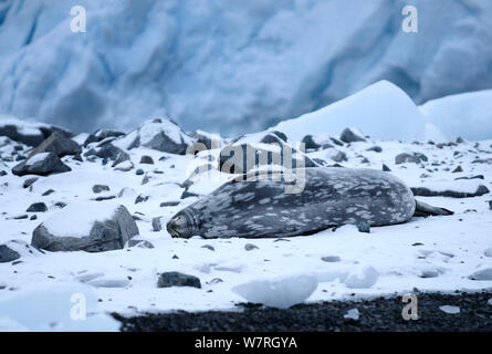 Weddell seal (Leptonychotes weddellii) lying on ice, Antarctic Peninsula, Antarctica. Stock Photo