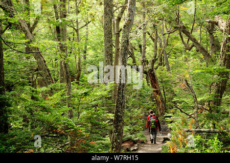 Tourists walking through footpath in Lenga beech forest (Nothofagus pumilio) Tierra del Fuego National Park. Argentina. Stock Photo