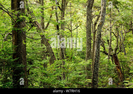 Lenga beech forest (Nothofagus pumilio) Tierra del Fuego National Park. Argentina. Stock Photo