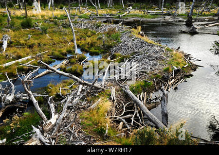 American Beaver (Castor canadensis) dam, an invasive species (introduced for fur trade) in wetlands. Tierra del Fuego National Park. Stock Photo