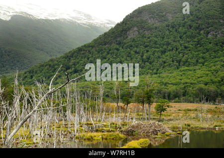 Peatland landscape in Tierra del Fuego with North American beaver (Castor canadensis) dam, an invasive species (introduced for fur trade). Argentina Stock Photo