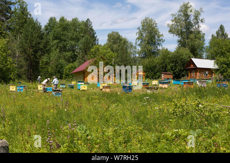 Beehives in the apiary. Beekeepers is working with bees and beehives on the apiary, examines frame with honey bees and collect honeycombs. Apiculture Stock Photo