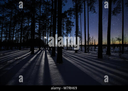 Long shadows from a setting moon over pine (Pinus sylvestris) trees growing in bog, with faint Aurora Borealis, Southern Estonia , January.