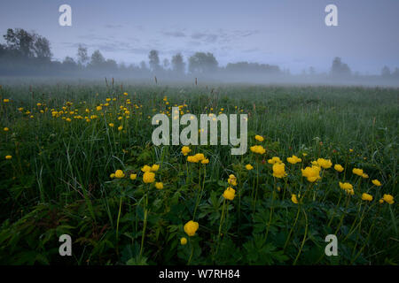 Low lying mist after sunset with Globe flowers (Trollius europaeus) Southern Estonia, May. Stock Photo