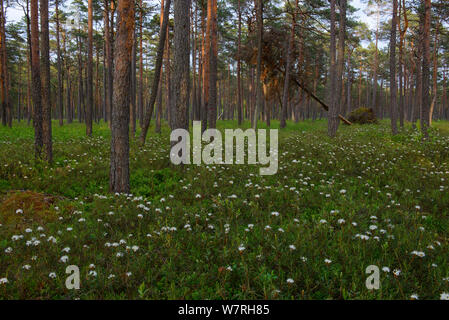 Marsh labrador tea (Rhododendron tomentosum) in bloom in bog pine (Pinus sylvestris) forest, Southern Estonia, May. Stock Photo