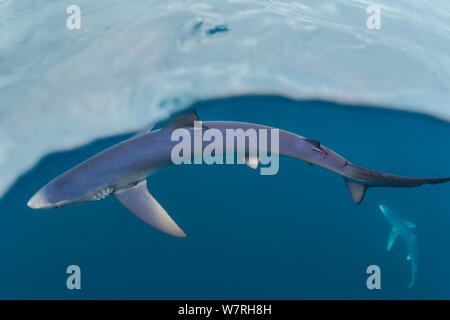 A pair of blue sharks (Prionace glauca) are revealed below the surface of the sea, as a camera is dipped through the surface. Penzance, Cornwall, England, British Isles. English Channel, North East Atlantic Ocean, August. Stock Photo