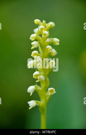 Small white orchid (Pseudorchis albida) in flower, Route des cretes, Vosges mountains, France, July Stock Photo