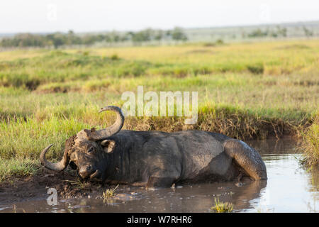 African buffalo (Syncerus caffer) male taking a mud bath, Masai-Mara Game Reserve, Kenya Stock Photo