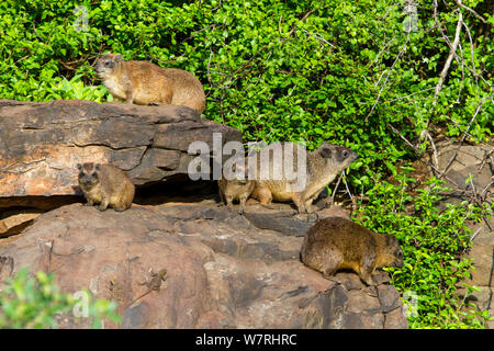 Rock hyrax (Procavia capensis) group on a rock, Lake Bogoria Game Reserve, Kenya Stock Photo