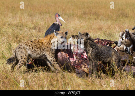 Spotted hyena (Crocuta crocuta) feeding on carcass surrounded by White-backed vultures (Gyps Africanus) and Marabou storks (Leptoptilos crumeniferus) Masai-Mara Game Reserve, Kenya