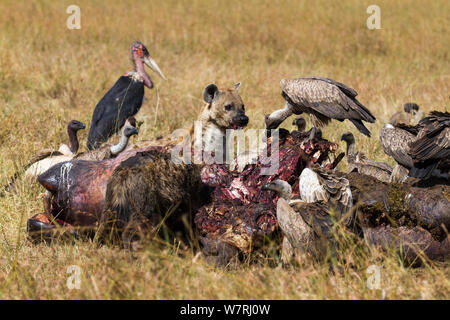 Spotted hyena (Crocuta crocuta) feeding on carcass surrounded by White-backed vultures (Gyps Africanus) and Marabou storks (Leptoptilos crumeniferus) Masai-Mara Game Reserve, Kenya