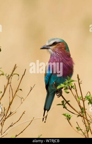 Lilac-breasted roller (Coriacas caudata) portrait, Masai-Mara Game Reserve, Kenya Stock Photo