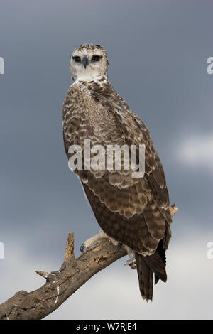 Martial eagle (polemaetus bellicosus) Samburu Game Reserve, Kenya Stock Photo