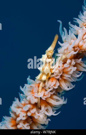 Wire coral crab (Xenocarcinus tuberculatus) Raja Ampat, Irian Jaya, West Papua, Indonesia, Pacific Ocean Stock Photo