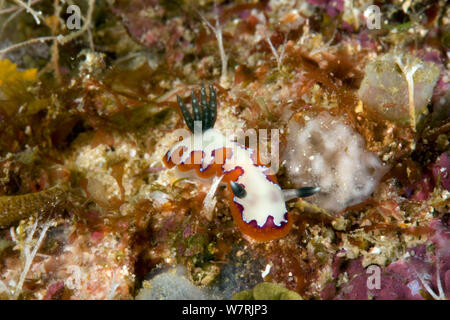 Nudibranch, (Chromodoris fidelis) Raja Ampat, Irian Jaya, West Papua, Indonesia, Pacific Ocean Stock Photo