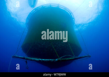 Underwater view of fish farm sea cage net containing  thousands of Gilt-head bream (Sparus aurata) Ponza Island, Italy, Tyrrhenian Sea, Mediterranean Stock Photo