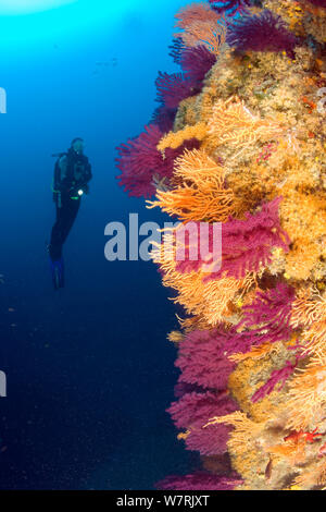 Scuba diver and Red seafan (Paramuricea clavata) Yellow gorgonian (Eunicella cavolini) and Yellow Cluster Anemone (Parazoanthus axinellae), Punta Sant'Angelo dive-site, Ischia Island, Italy, Tyrrhenian Sea, Mediterranean Stock Photo