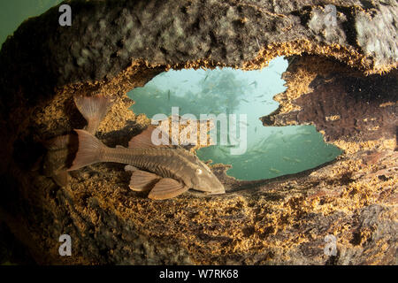 Armored catfish (Loricariidae family) on a the trunk of a tree, Formoso River, Bonito, Mato Grosso do Sul, Brazil Stock Photo
