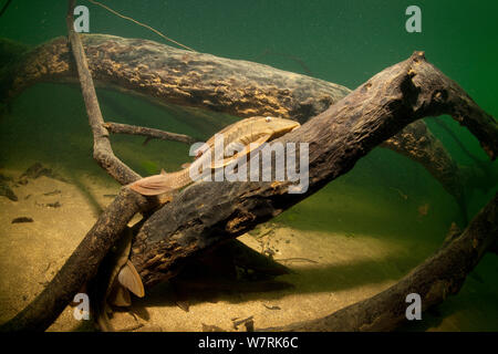 Armored catfish, (Loricariidae family) on a tree, Formoso River, Bonito, Mato Grosso do Sul, Brazil Stock Photo