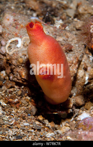 Red sea-squirt (Halocynthia papillosa) Ischia Island, Italy, Tyrrhenian Sea, Mediterranean Stock Photo