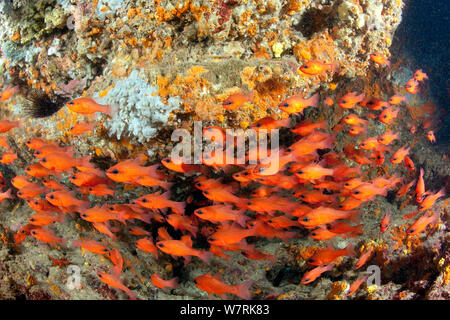 Shoal of Cardinal fish (Apogon imberbis) Ischia Island, Italy, Tyrrhenian Sea, Mediterranean Stock Photo