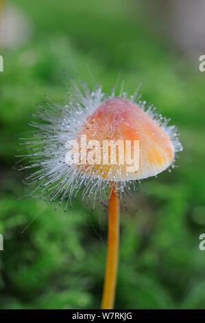 Bonnet mould (Spinellus fusiger) growing parasitically on a Saffrondrop bonnet (Mycena crocata), Sussex, England, UK, October. Stock Photo