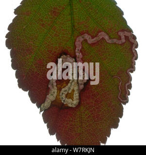 Trail left in a Bramble leaf by the larvae of a Pygmy eyecap moth (Stigmella aurella), scanned on a flatbed scanner, Surrey, England, UK. Stock Photo